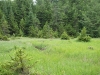 Beaver meadow along Wolf Pond inlet